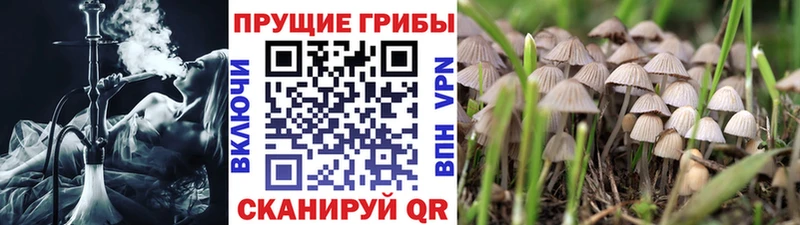 Галлюциногенные грибы Magic Shrooms  даркнет сайт  Волгодонск 